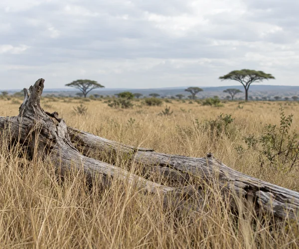 A weathered, pale fallen trunk lies diagonally through tall straw-coloured grass in an open savanna, with scattered flat-topped trees on a hazy horizon beneath…