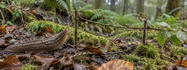 A large banded slug with raised eyestalks moves across wet leaf litter and moss beneath a thorny stem stretched between two upright twigs; blurred ferns and…