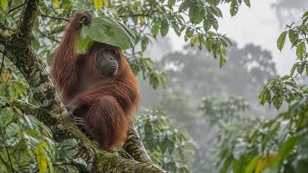 An adult orangutan sits among moss-covered branches in a rainforest canopy, raising one arm to hold a broad green leaf over its head.