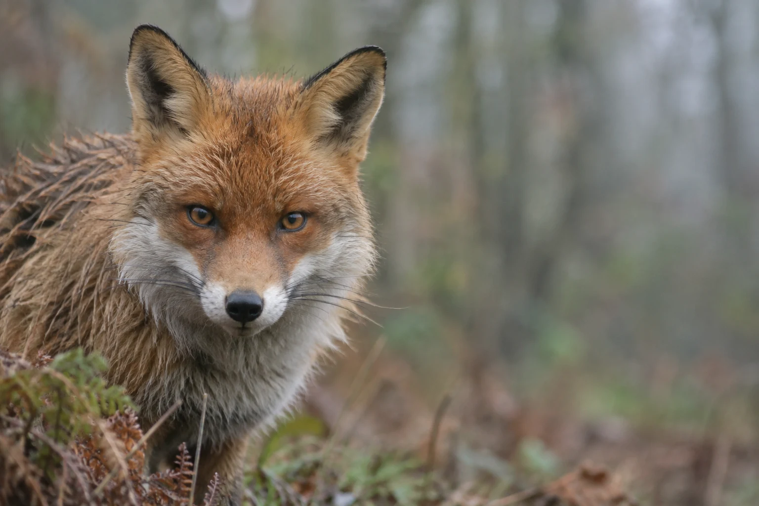 A red fox faces the camera from the left side of the frame, its russet and white fur set against a softly blurred woodland background with bracken in the…