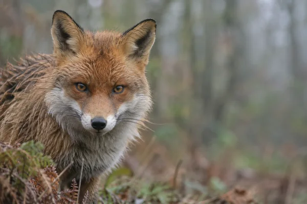 A red fox faces the camera from the left side of the frame, its russet and white fur set against a softly blurred woodland background with bracken in the…