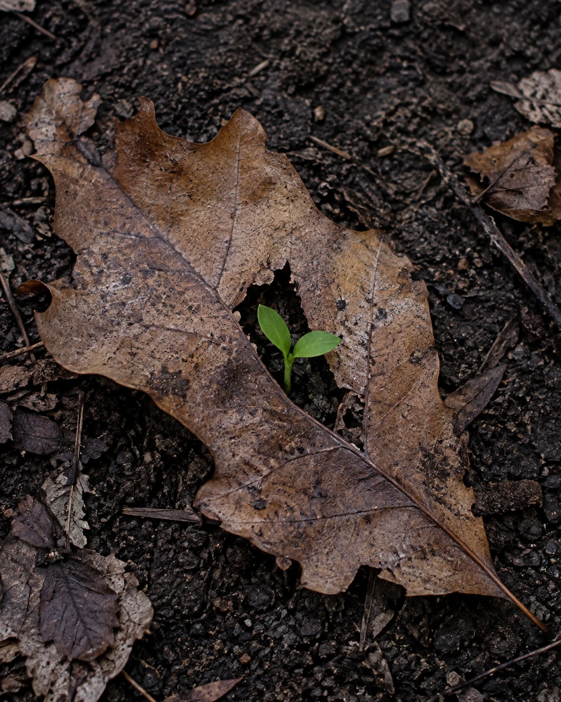 Through the Fallen Leaf