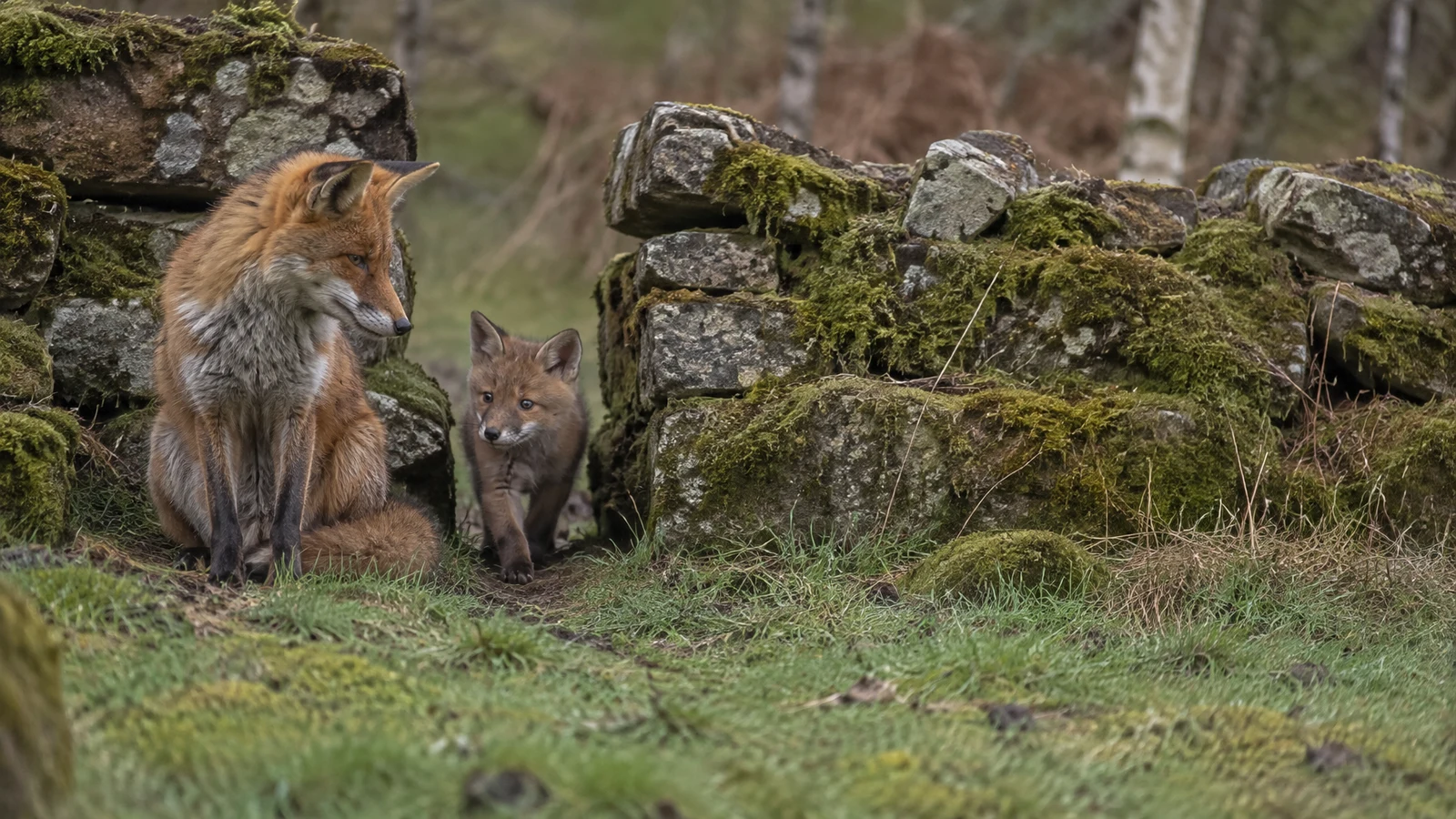 An adult red fox sits beside a gap in a moss-covered stone wall as a smaller fox steps onto the grass; blurred woodland lies behind them, with open grassy…
