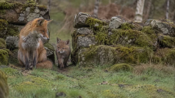 An adult red fox sits beside a gap in a moss-covered stone wall as a smaller fox steps onto the grass; blurred woodland lies behind them, with open grassy…