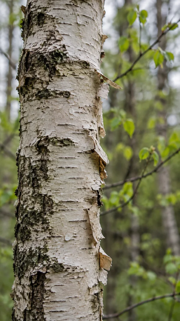 A close vertical view of a pale silver birch trunk with peeling papery bark and dark markings, against a softly blurred green woodland background.