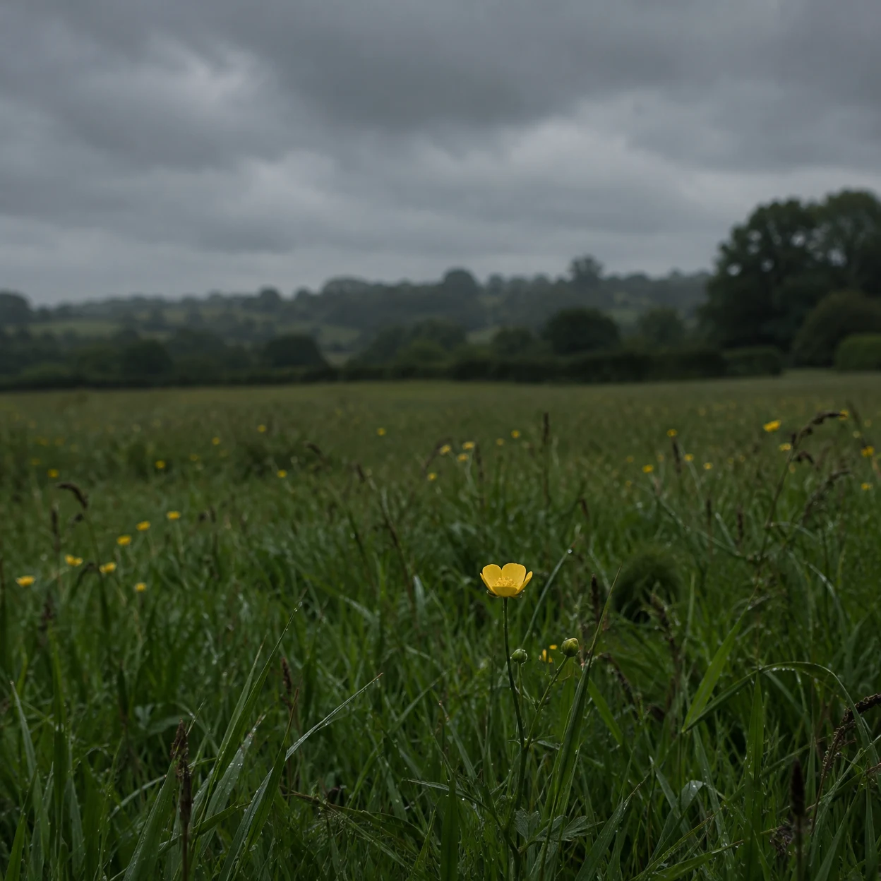 A small yellow buttercup stands among tall green meadow grass, with scattered yellow blooms, a blurred hedgerow and tree line, and a heavy grey sky behind it.