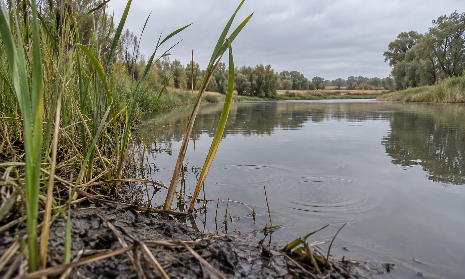 Low view across a muddy lake edge, with tall reeds in the foreground, two broad ripple rings on the water, and distant trees beneath an overcast sky.