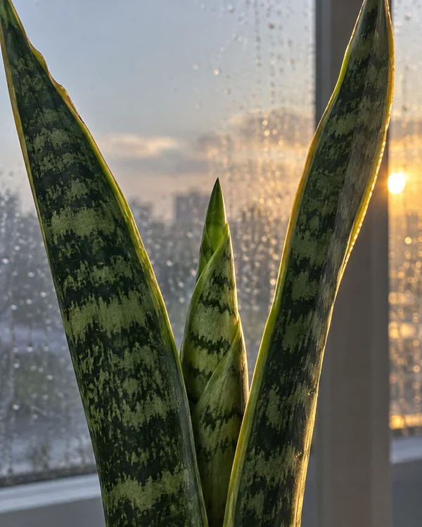 Close view of a snake plant’s patterned leaves, with a narrow new spear rising between two mature leaves against a rain-speckled window.