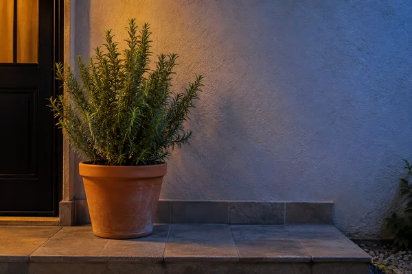 A potted rosemary shrub stands on a tiled doorstep beside a dark doorway, with warm amber light on the left and blue light across the plaster wall to the right.