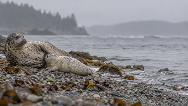 A mottled adult seal lies on wet, kelp-strewn shingle with its head raised beside a pale pup pressed against its underside; calm grey water and a misty wooded…
