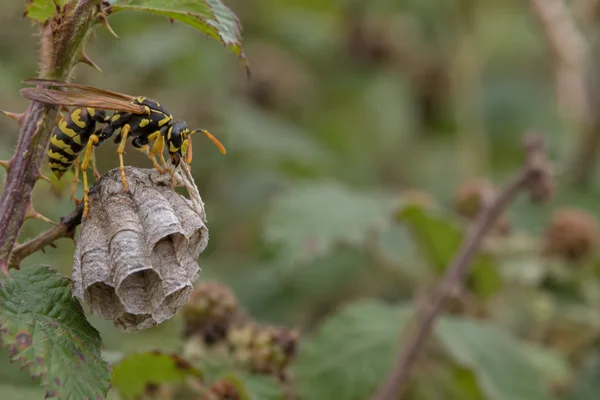 A yellow-and-black paper wasp works a pale strip of fibre at the rim of a grey papery nest hanging among bramble leaves, with soft green and brown foliage…