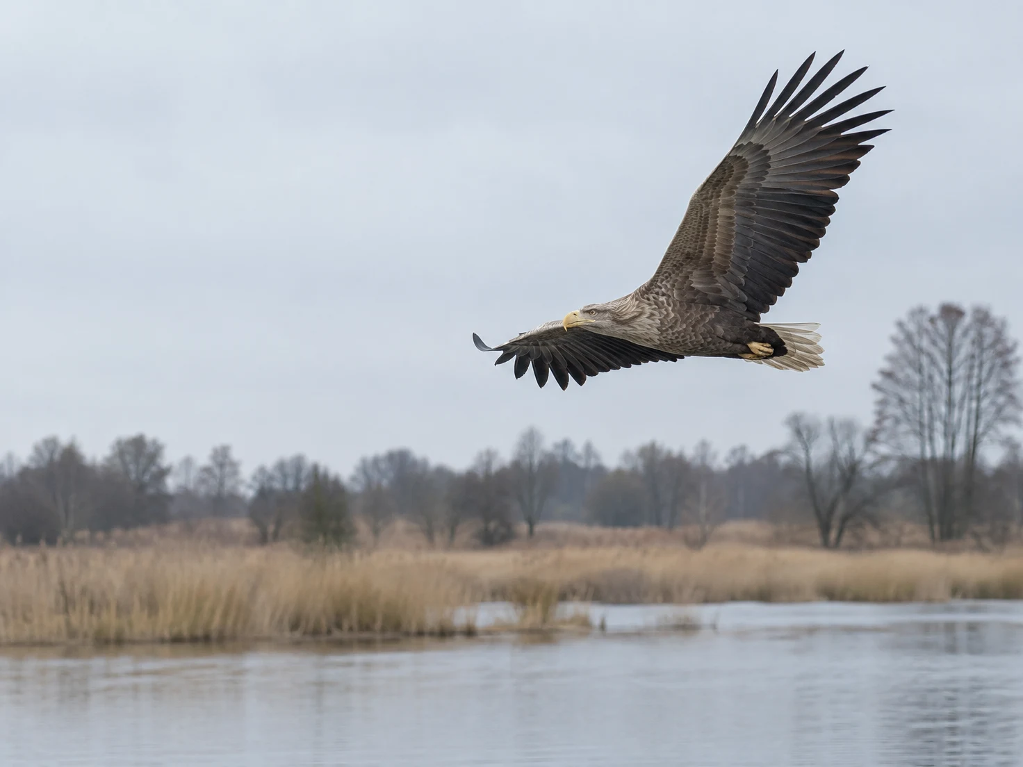 A white-tailed eagle glides above a wetland, its broad wings spread over still water, golden reeds and a distant line of bare trees beneath a pale grey sky.
