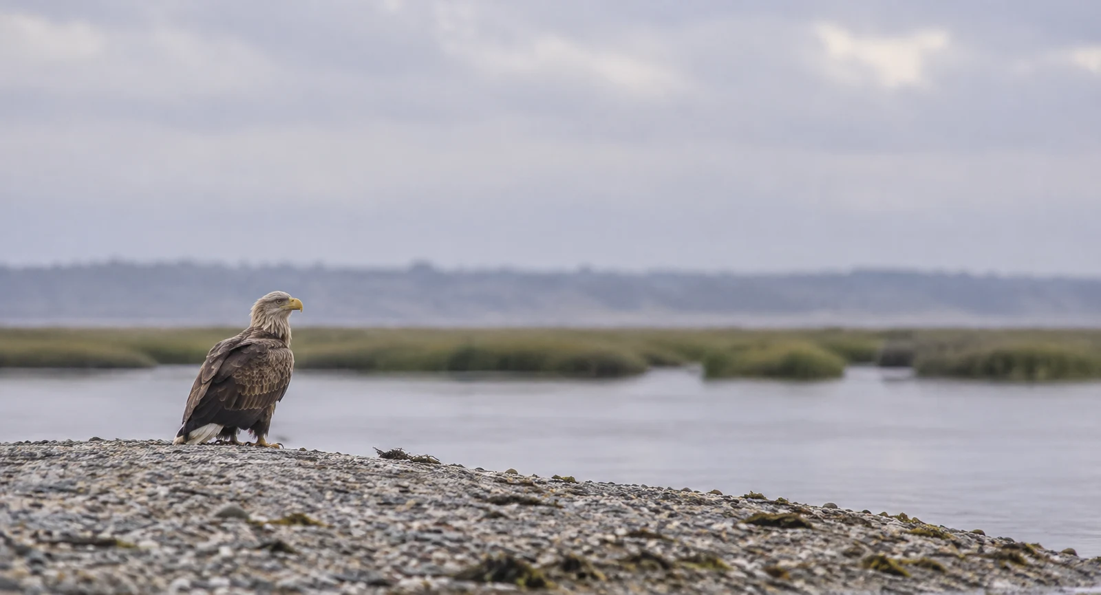 A brown eagle with a pale head and yellow bill stands on a grey shingle bank at the left, looking across calm water toward a low green marsh and hazy shoreline…