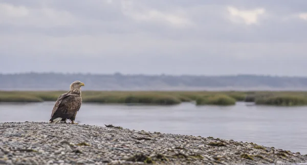 A brown eagle with a pale head and yellow bill stands on a grey shingle bank at the left, looking across calm water toward a low green marsh and hazy shoreline…