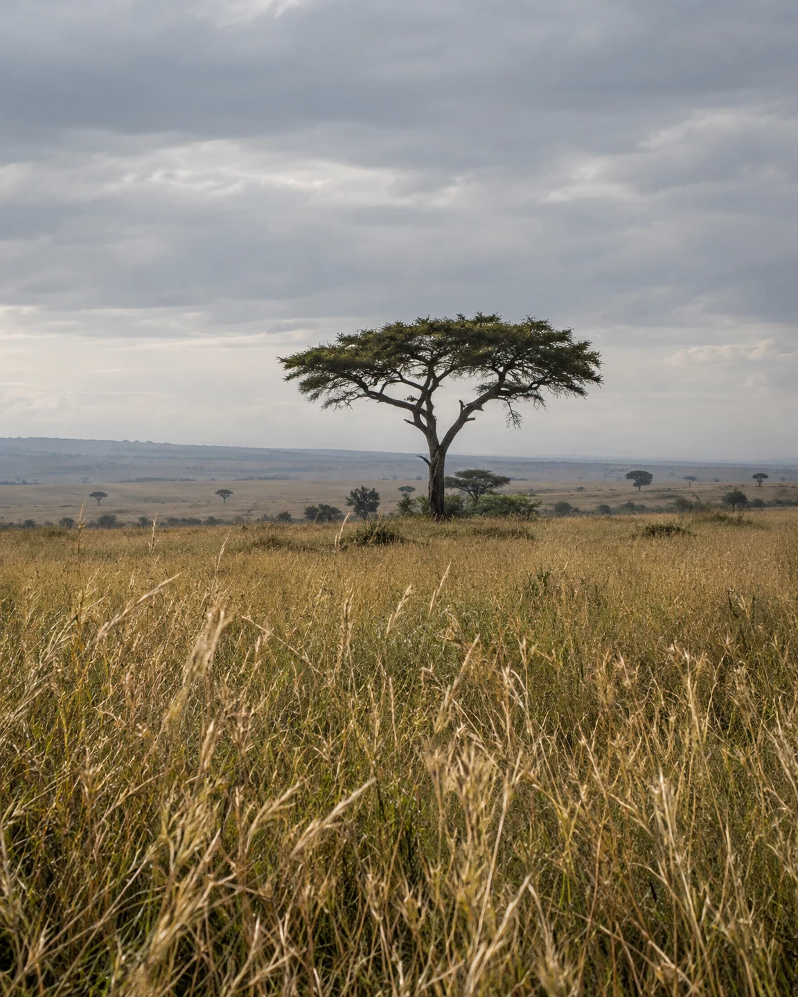 A broad-canopied acacia stands on a gentle rise in an open savanna, with tall golden-brown grass in the foreground, scattered distant trees and a layered grey…