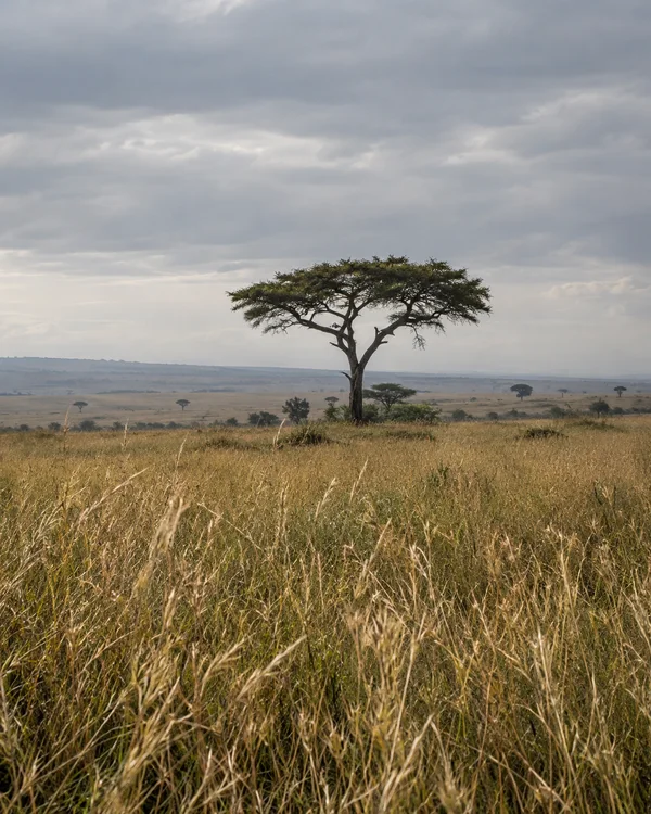 A broad-canopied acacia stands on a gentle rise in an open savanna, with tall golden-brown grass in the foreground, scattered distant trees and a layered grey…
