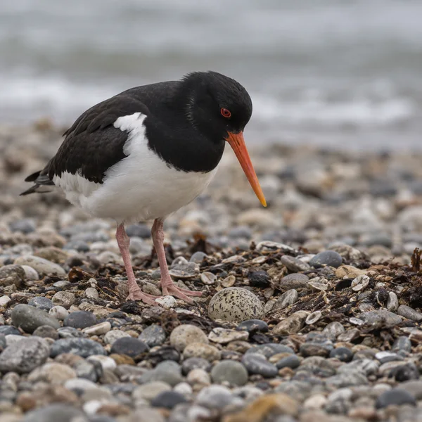A black-and-white oystercatcher with a long orange-red bill and pink legs stands on a shingle beach beside a speckled buff egg, with pale water softly blurred…