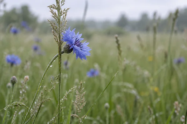 A blue cornflower with visible water droplets bends beside a tall upright grass stem with a feathery seed head in a meadow; blurred grasses and other blue…
