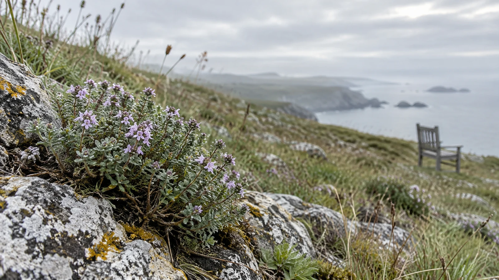 A flowering low-growing plant with grey-green leaves grows among lichen-spotted rocks in the foreground of a grassy coastal slope; a weathered wooden chair…