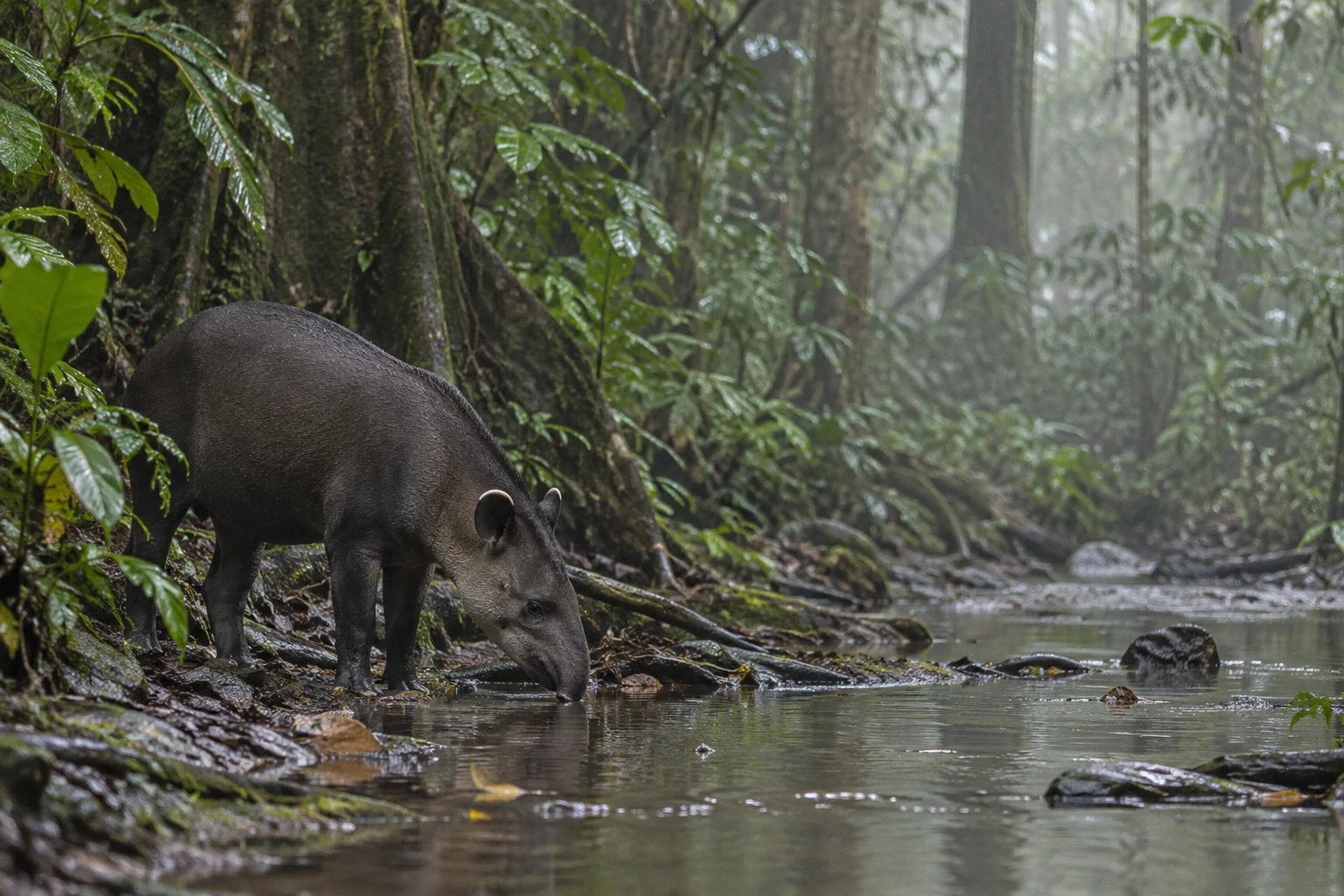 A dark-coated tapir lowers its snout to a shallow rainforest stream, with wet leaves, exposed roots and soft mist among the trees; a dark rounded form sits in…