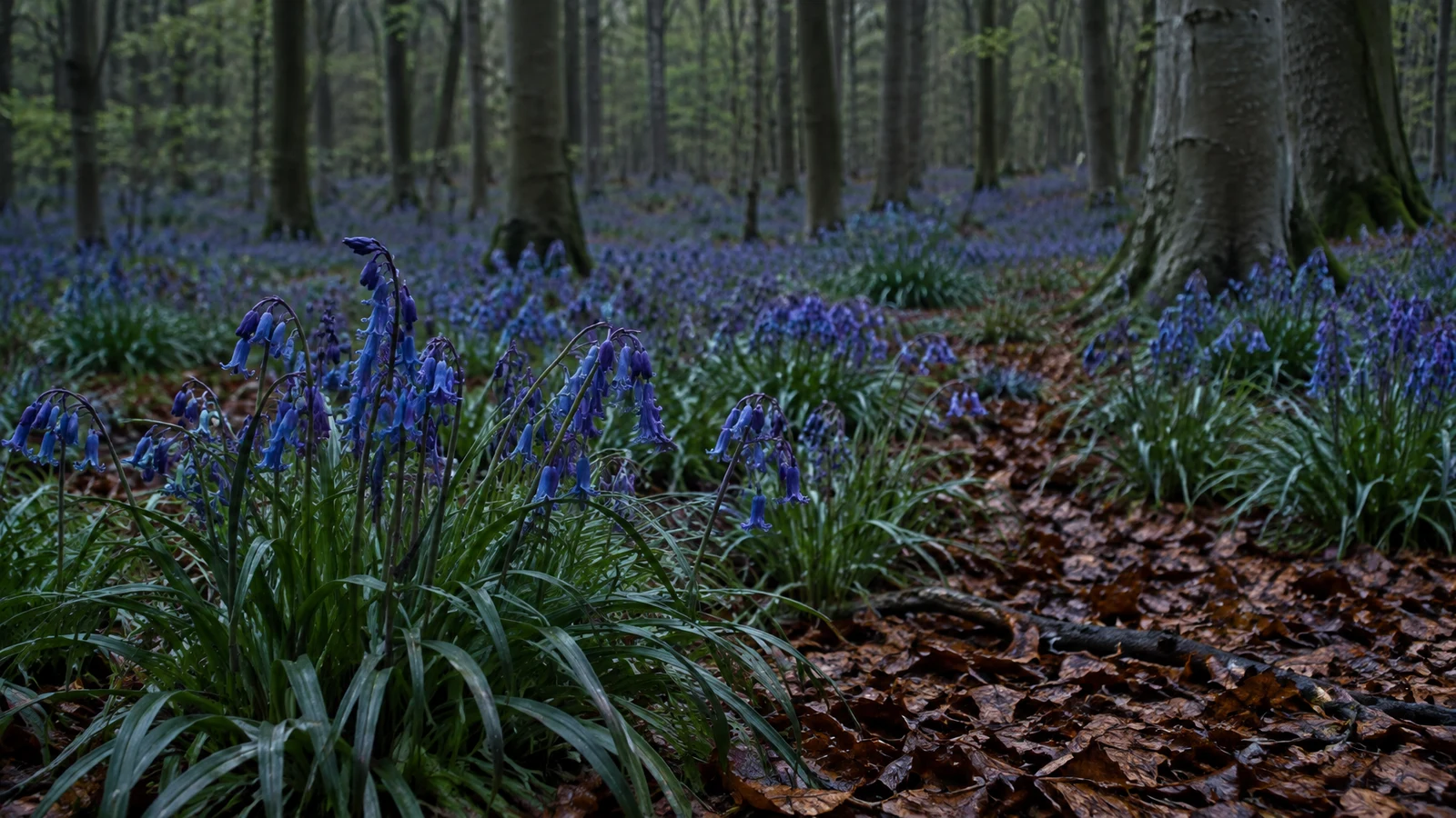 Low view across a beech woodland floor densely covered with bluebells and copper-brown leaves; dark tree trunks recede into the background.