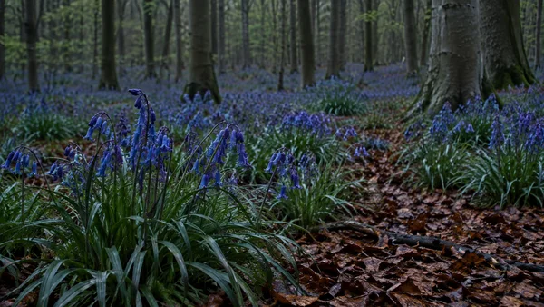 Low view across a beech woodland floor densely covered with bluebells and copper-brown leaves; dark tree trunks recede into the background.