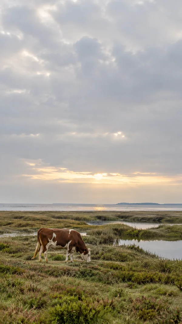 A brown-and-white cow grazes beside a shallow marsh creek, with low grassy wetlands, distant estuary water and a broad clouded sky lit near the horizon.