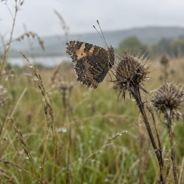 A brown-and-tan butterfly with closed, mottled wings clings to a spiky dried thistle in a dewy meadow, with softly blurred grasses and a pale gray sky behind…