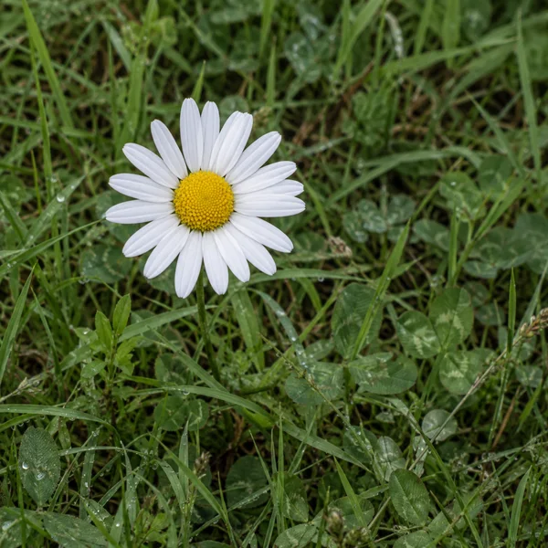 A white oxeye daisy with a bright yellow centre sits slightly left of centre among green meadow grass and clover leaves, with dew drops visible on the foliage…