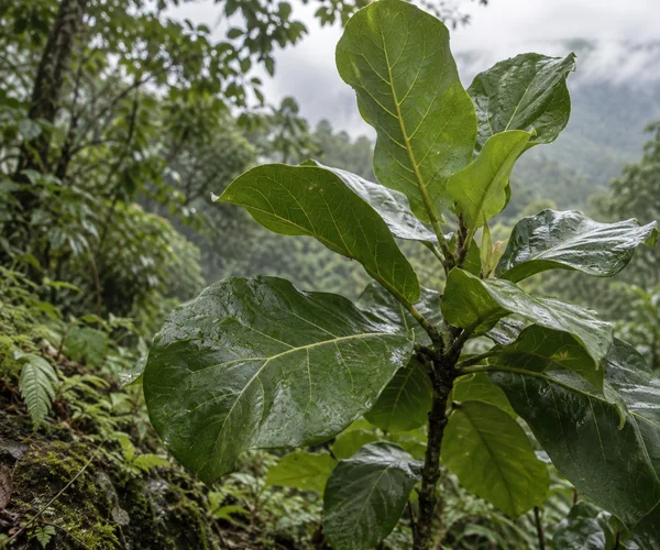 A young fiddle leaf fig with broad, glossy, veined leaves beaded with moisture grows among moss and dense tropical understory, with a pale overcast sky and…
