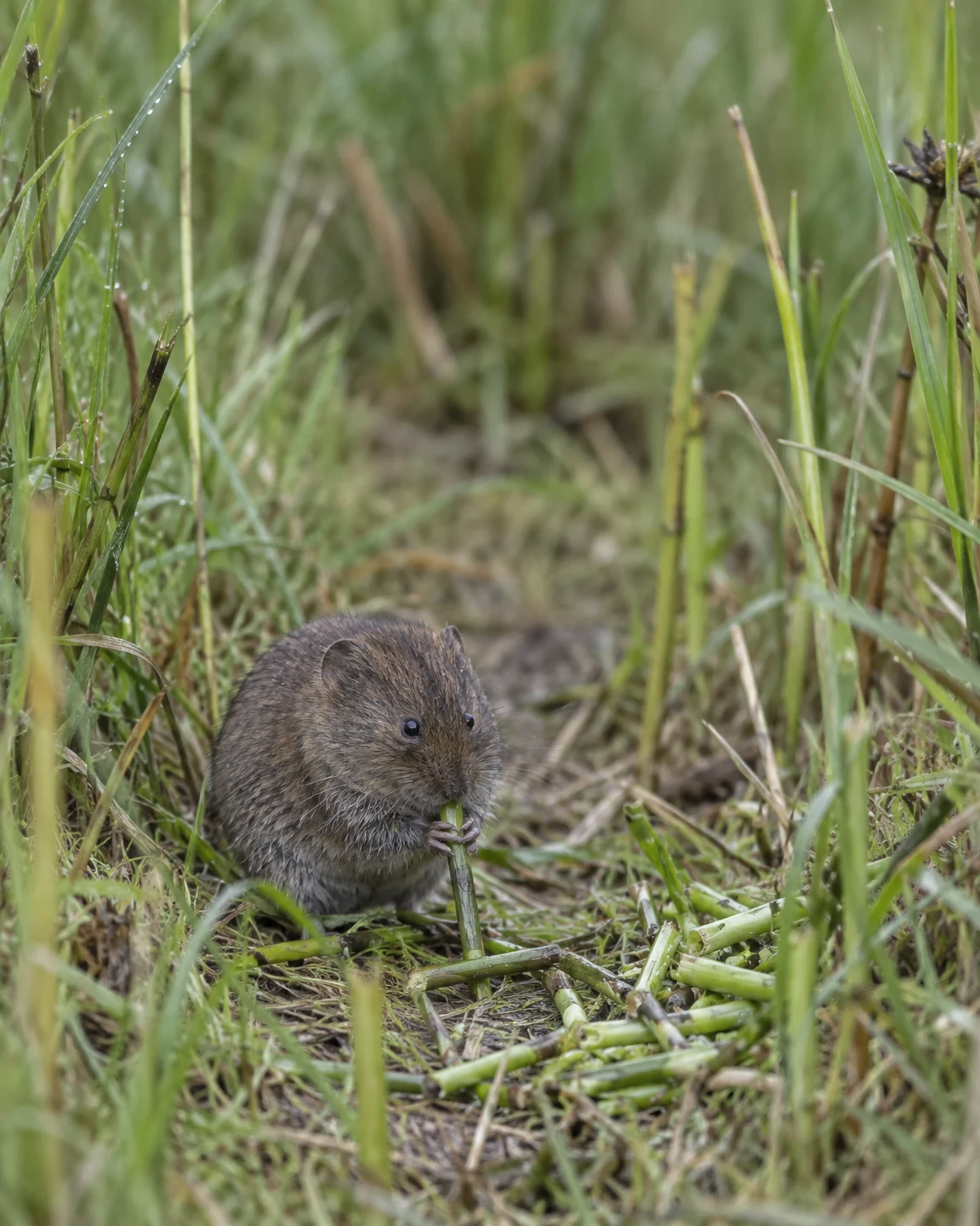 A brown-grey vole sits among damp grass, holding a green stem in its front paws, with cut stem pieces scattered across the foreground and a softly blurred…