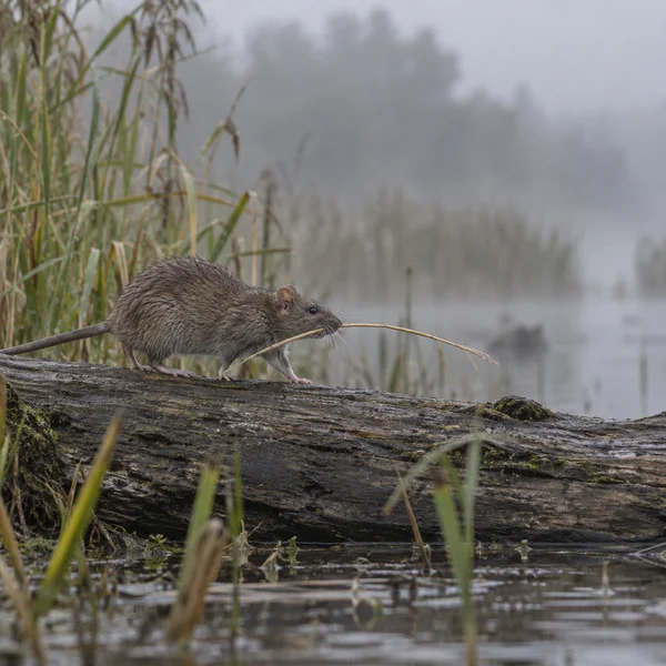 A brown rat carrying a pale reed stem walks across a dark, weathered log beside a misty marsh with tall reeds.