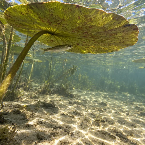 A small silver fish hovers beneath the mottled underside of a broad water-lily leaf in clear water, above a pale sandy pond bottom with aquatic plants and…