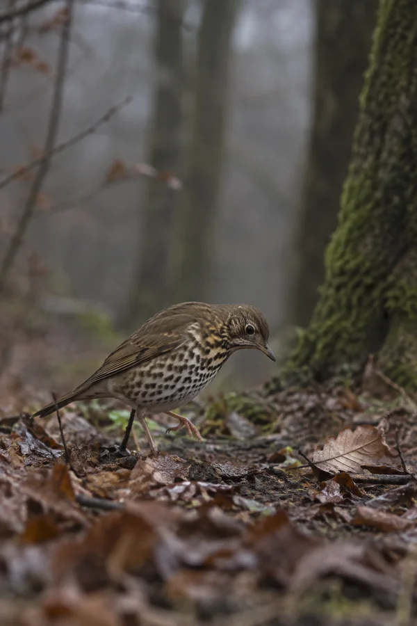 A song thrush stands on wet fallen leaves in a misty woodland, its head lowered and one foot raised.