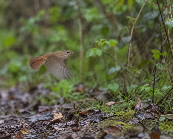 A small brown nightingale flies low over wet leaf litter and moss, its russet tail fanned against softly blurred green woodland foliage.