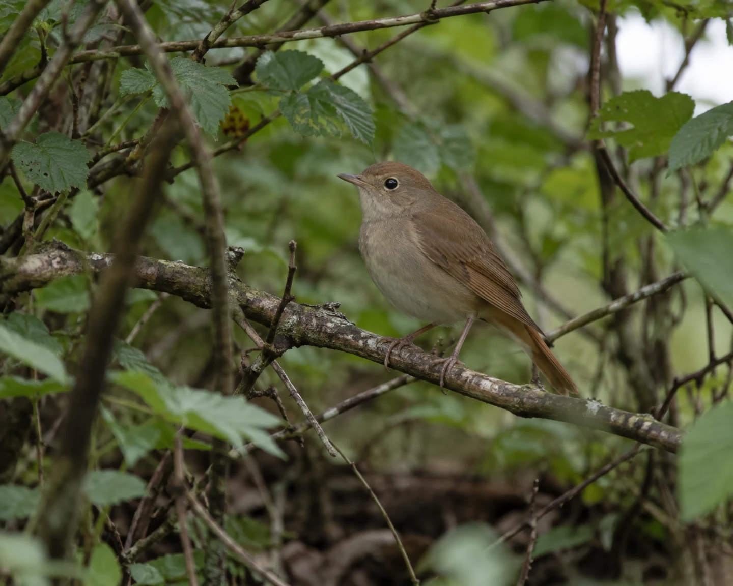 A brown songbird perches in profile on a lichen-marked branch amid dense green woodland, with a dim forest floor and softly blurred foliage behind it.