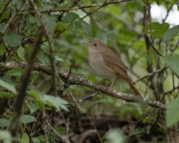 A brown songbird perches in profile on a lichen-marked branch amid dense green woodland, with a dim forest floor and softly blurred foliage behind it.