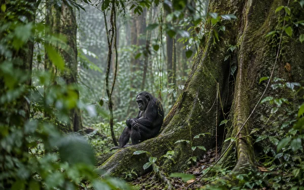 A dark-furred ape sits with its hands together on a moss-covered buttress root, framed by dense rainforest foliage and hanging vines; soft misty light filters…