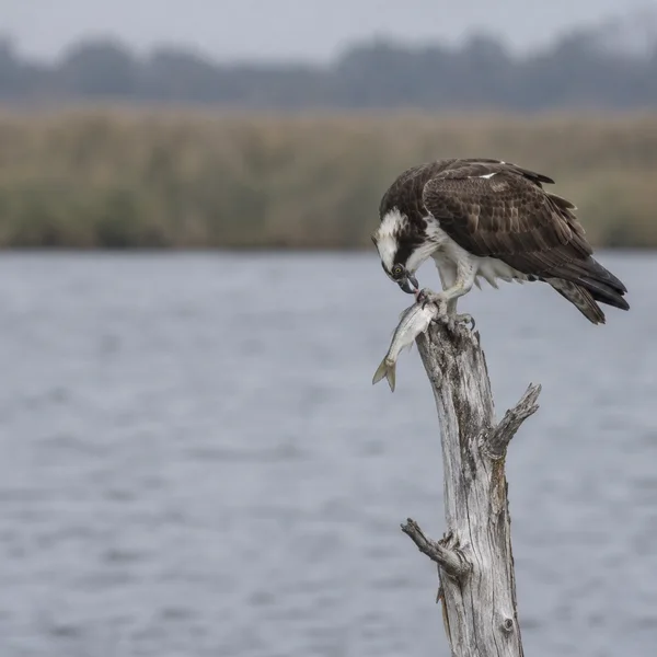 An osprey bends over a silvery fish while perched on a weathered dead snag above calm water, with a blurred reed bank in the distance and open water to the…
