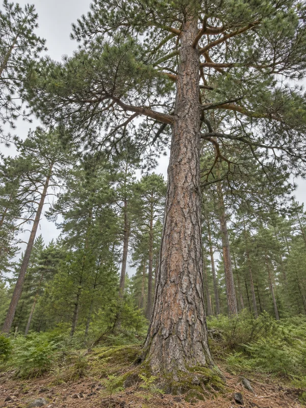 A large orange-grey pine trunk rises through a green woodland canopy, with smaller pines, ferns, moss and fallen needles around its base beneath a pale…