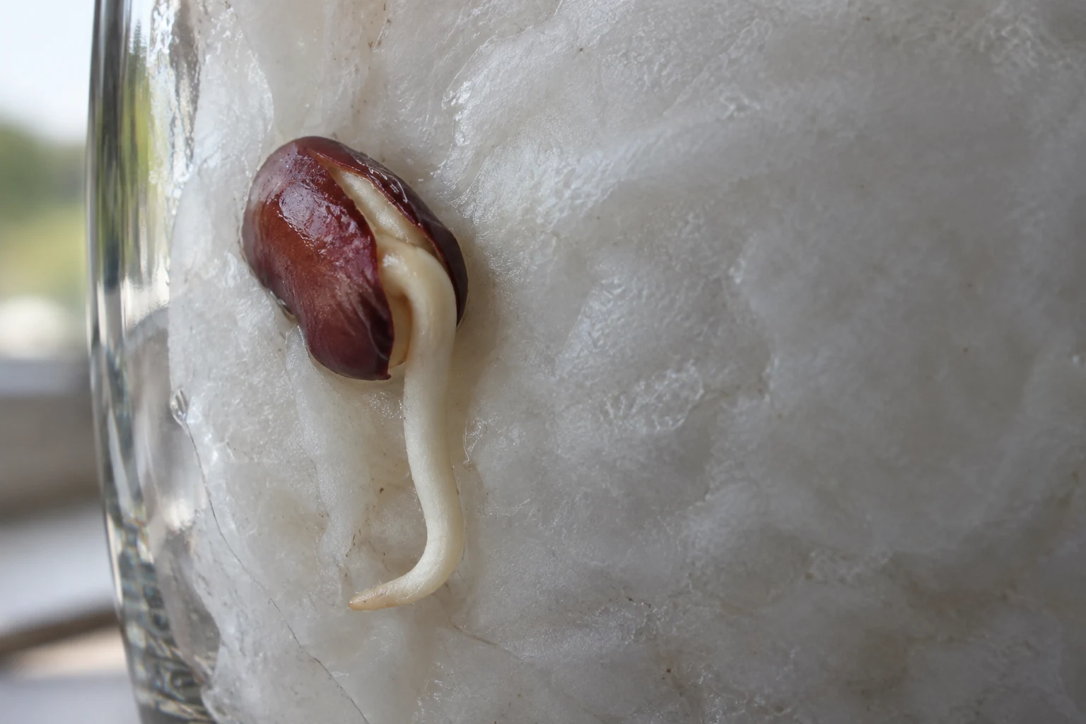 A split burgundy kidney bean germinates against damp white paper towel inside a clear glass, with a thick ivory root curving downward in a hook; blurred window…