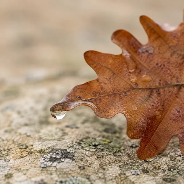 A copper-brown lobed oak leaf fills the right side of the frame, with a clear droplet hanging from one tip above pale, lichen-speckled stone.
