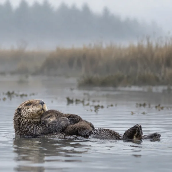 An adult river otter floats on its back in shallow grey water, holding a small pup against its chest, with soft ripples and a hazy reed-lined bank behind them.