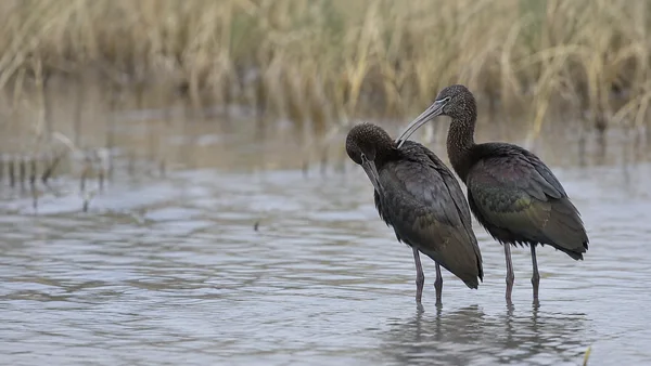 Two dark, iridescent ibises stand in shallow rippling water on the right side of the frame; one reaches its curved bill toward the other’s neck feathers, with…