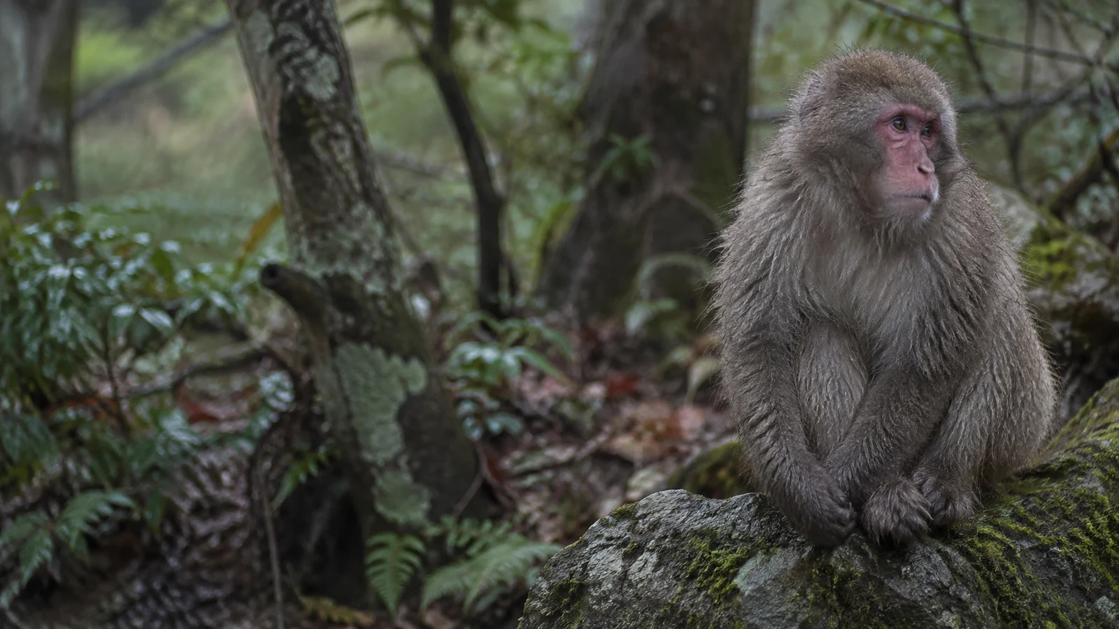 A Japanese macaque sits on a moss-covered rock in a damp, leafy forest, looking off to the right.
