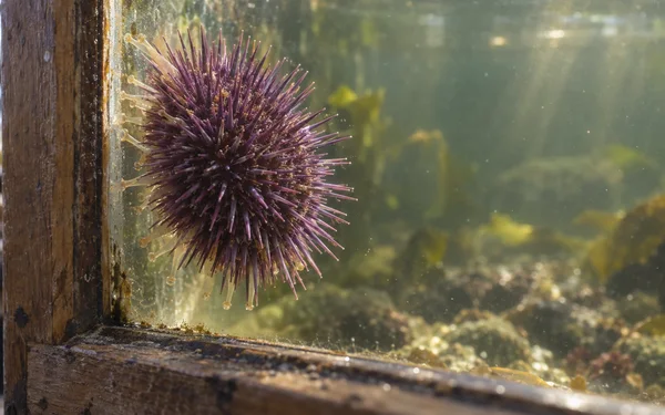 A purple sea urchin with radiating spines and pale amber tube feet clings to the glass of a weathered wooden tank, with softly blurred green water behind it.