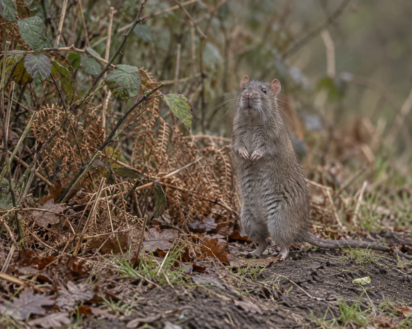 A grey-brown rat stands upright among dry bracken and fallen leaves at the edge of bare earth, with its whiskers spread and its tail trailing across the ground.