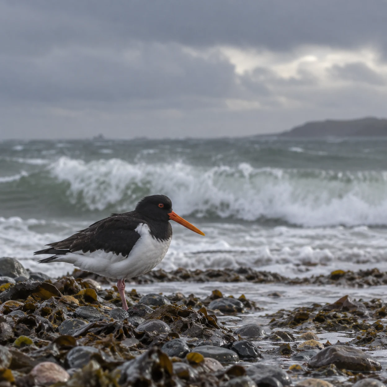 A black-and-white oystercatcher with a long orange bill stands among wet dark pebbles and seaweed as foamy waves break behind it beneath a grey overcast sky.