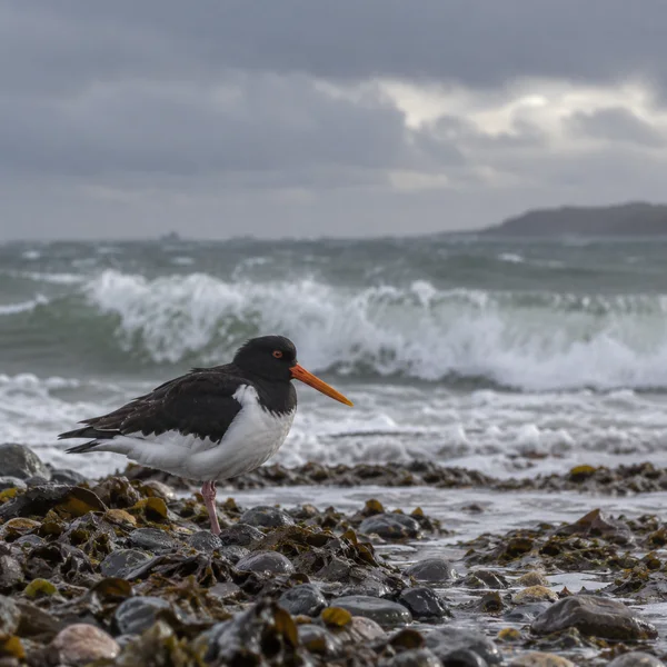 A black-and-white oystercatcher with a long orange bill stands among wet dark pebbles and seaweed as foamy waves break behind it beneath a grey overcast sky.