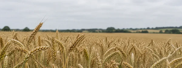 A panoramic view across a ripe golden wheat field, with several detailed ears and fine awns in the foreground, a softly blurred crop beyond, a low hedgerow on…